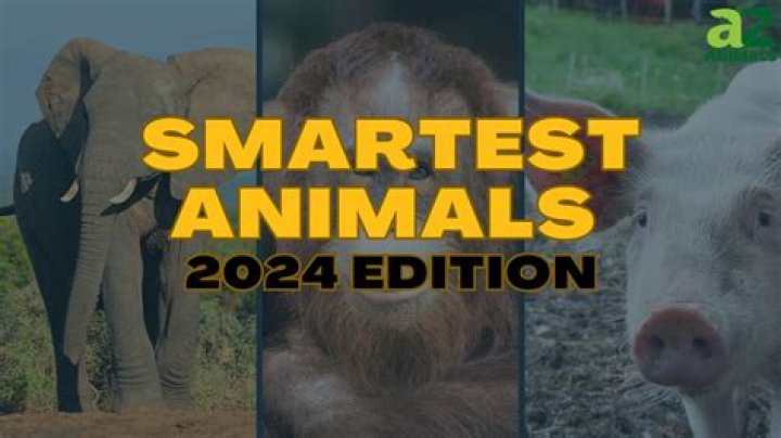 What is the smartest rat?