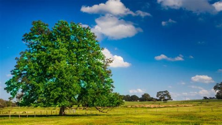 What is the Texas state tree?