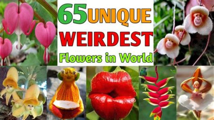 What is the weirdest flower?