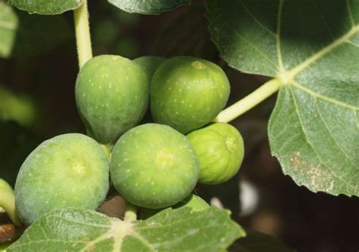 What is the white sap in figs poisonous?