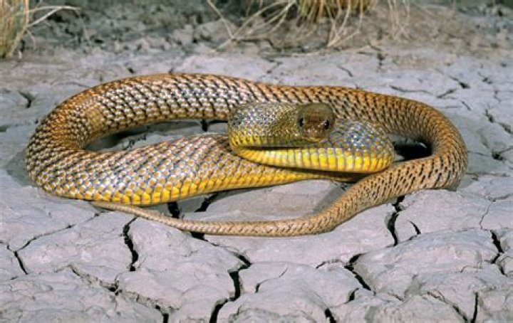 What is the world's deadliest snake?