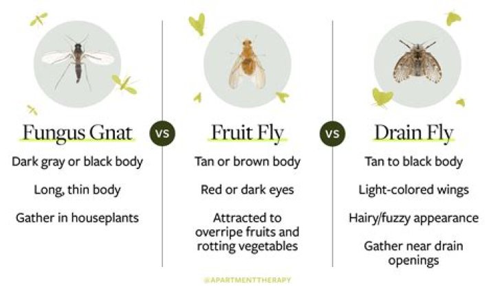 What kills fungus in the sinuses?