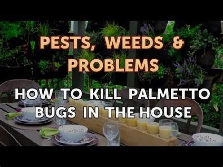 What kills palmetto bugs instantly?