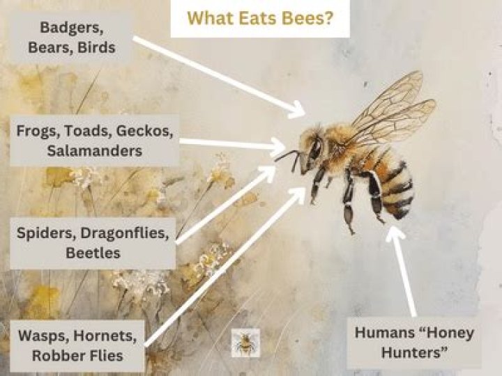 What kind of animal eats bees?