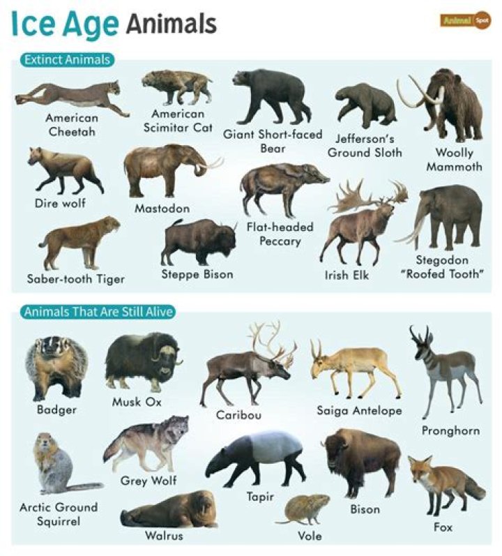 What kind of animal is Karen?