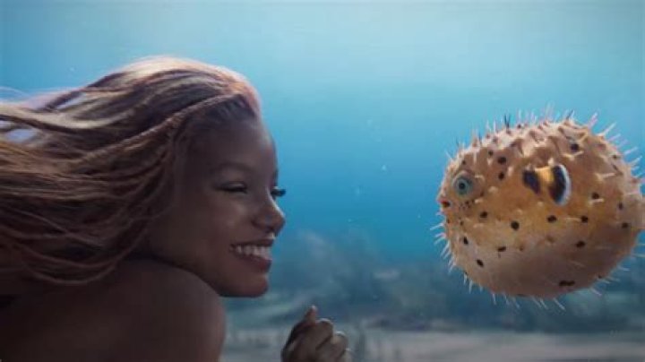 What kind of fish is Bubbles?