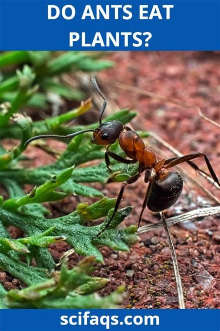 What kind of plants do ants eat?
