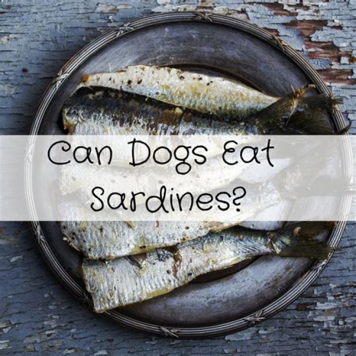 What kind of sardines can I give my dog?