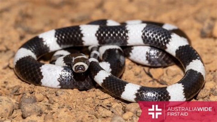 What kind of snake is red black and white?