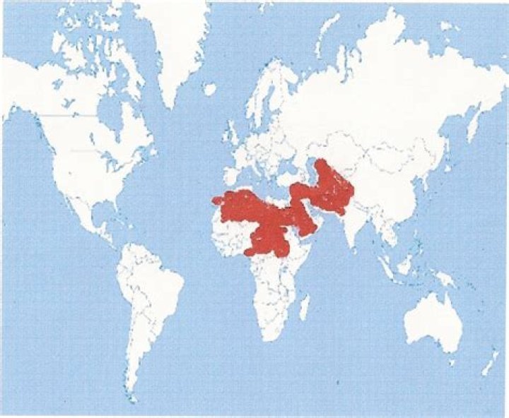 What language did Abraham speak?
