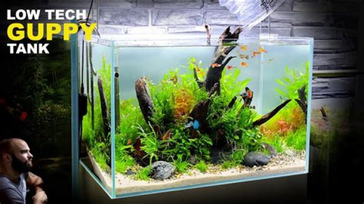 What leaves can you put in fish tank?