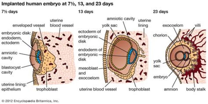 What makes an embryo implant?