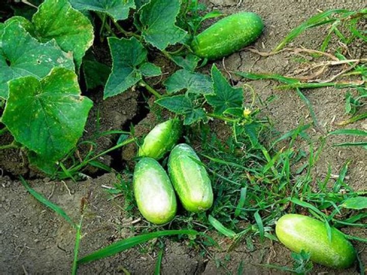 What makes cucumbers grow round?