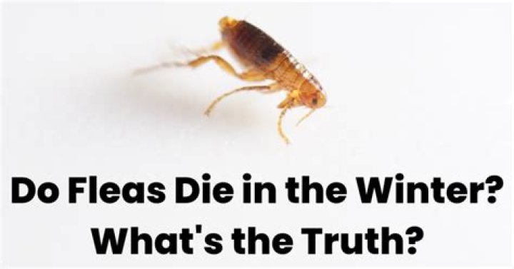 What month do fleas come out?