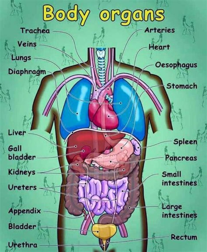 What part of the body does Virgo rule?