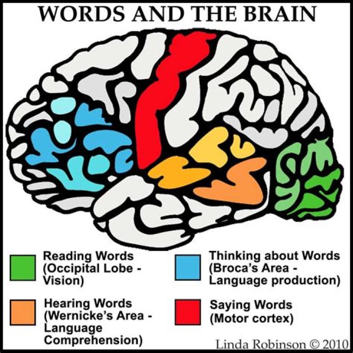 What part of the brain controls spelling?