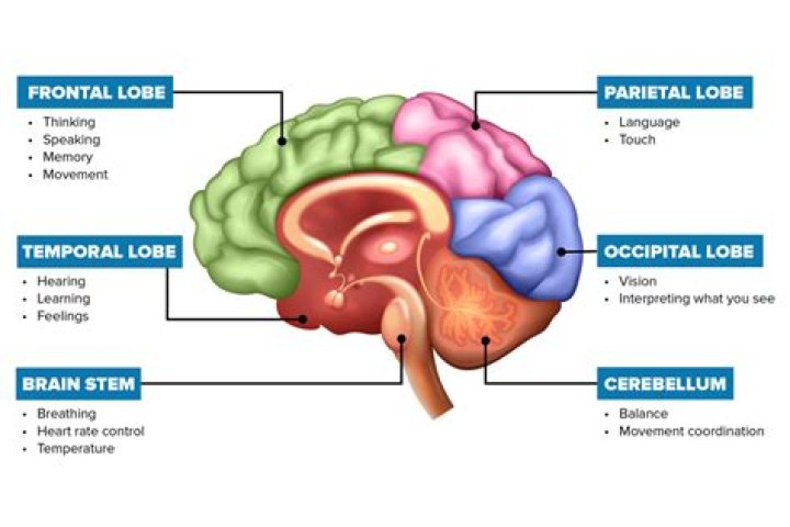 What part of the brain is responsible for risk taking?