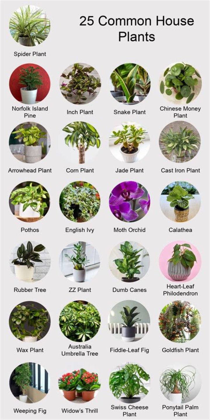 What plants will make you throw up?