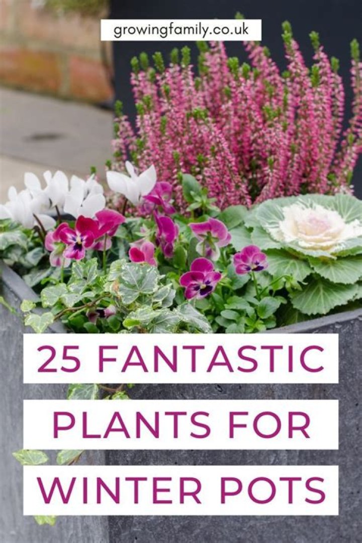 What potted plants can survive winter?
