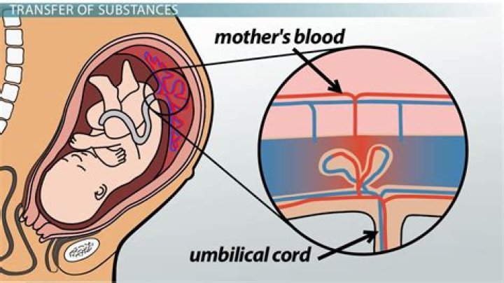 What products have human placenta?