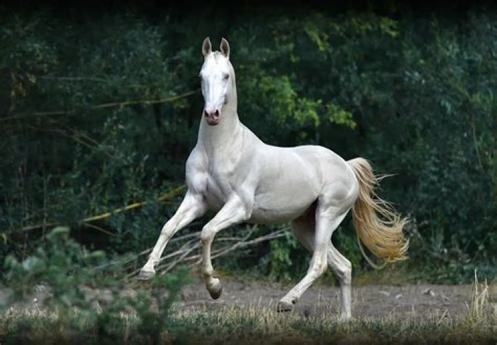 What race is Loba?
