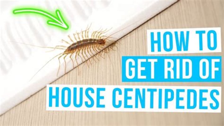 What season do house centipedes come out?