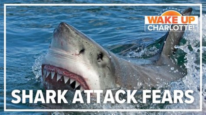 What sharks dont bite?