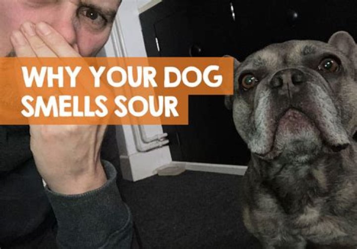 What should dog breath smell like?