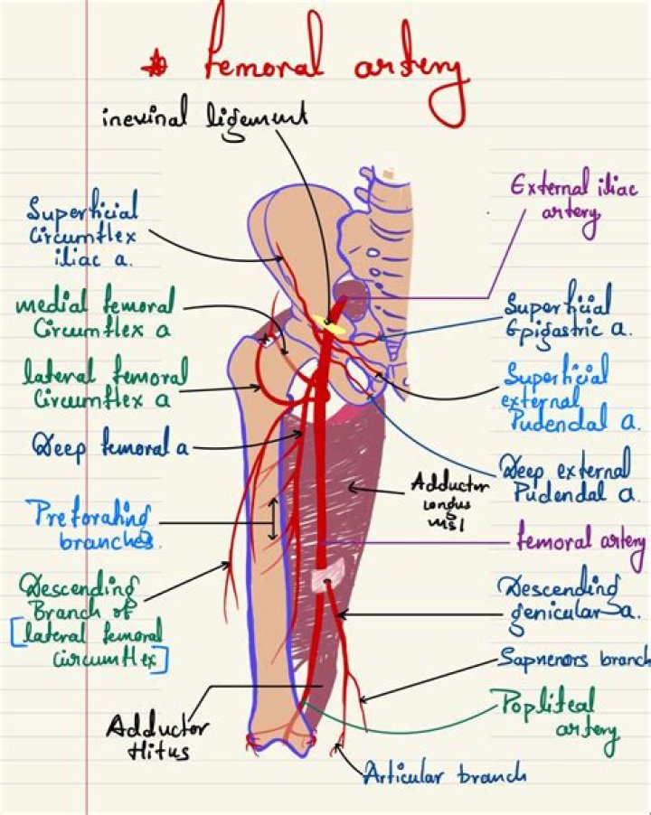What side is the femoral artery on?