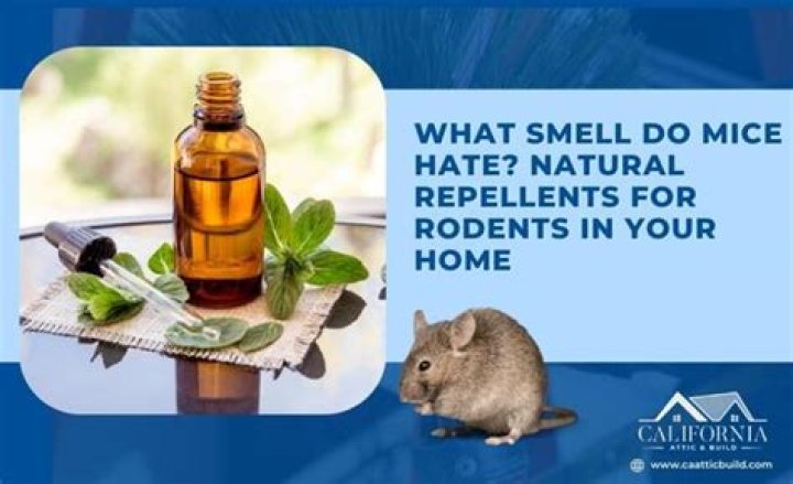 What smell do mice hate?