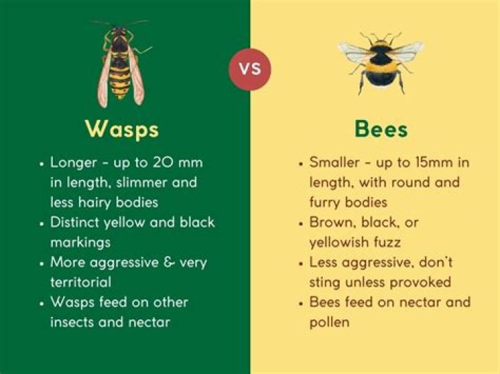 What smell drives away wasps?
