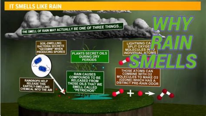 What smells attract deer the most?