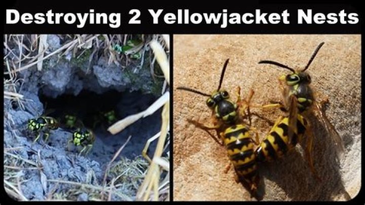 What smells do yellow jackets hate?