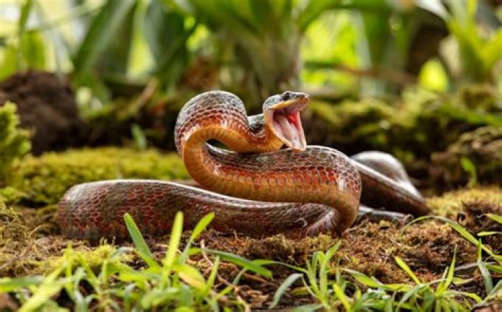 What smells will keep snakes away?