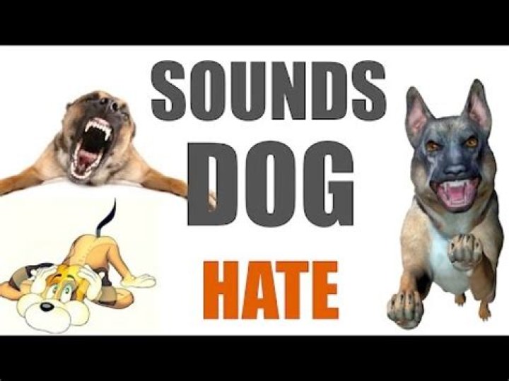 What sound do dogs hate?