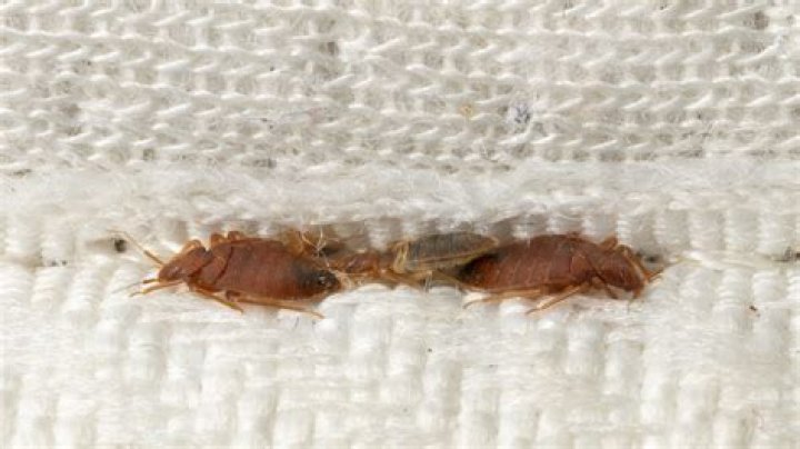 What states have no bed bugs?