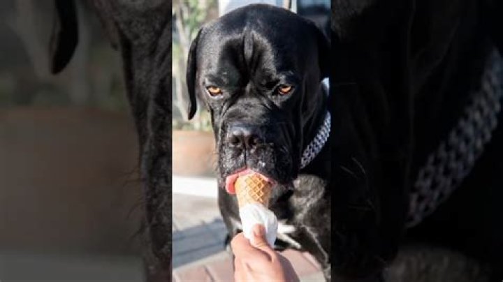 What taste bitter to dogs?