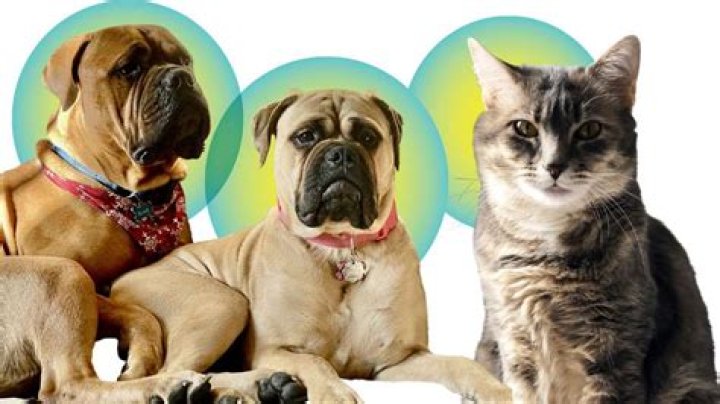 What tastes better cat or dog?