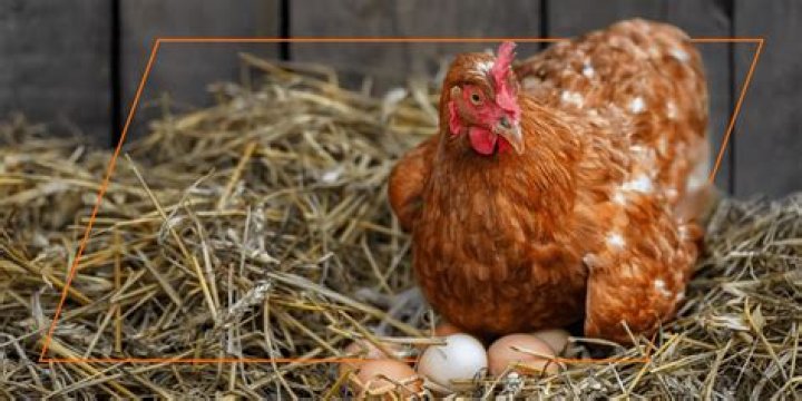 What time do chickens lay eggs?