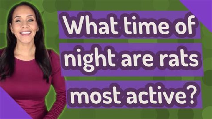 What time of night are rats most active?