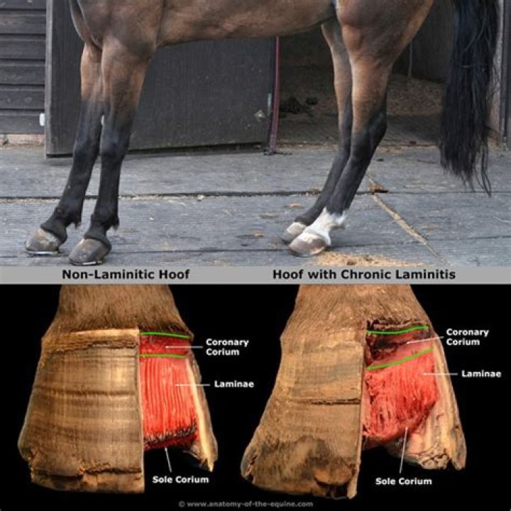 What time of year do horses get laminitis?