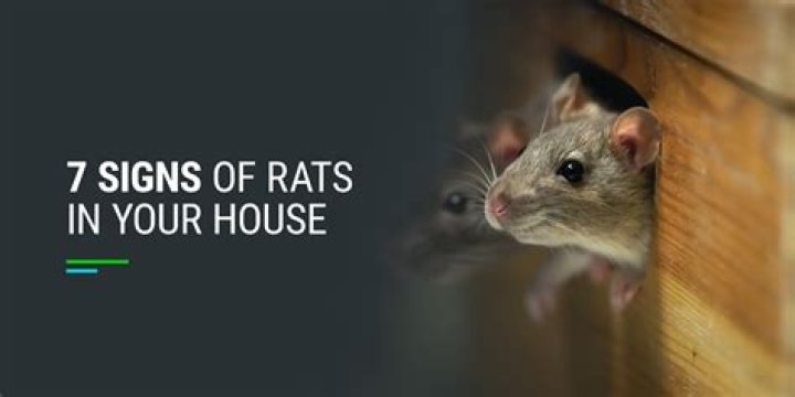 What to do if u see a rat in your house?