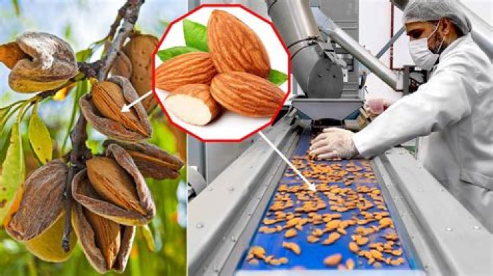 What to do with almonds after picking?
