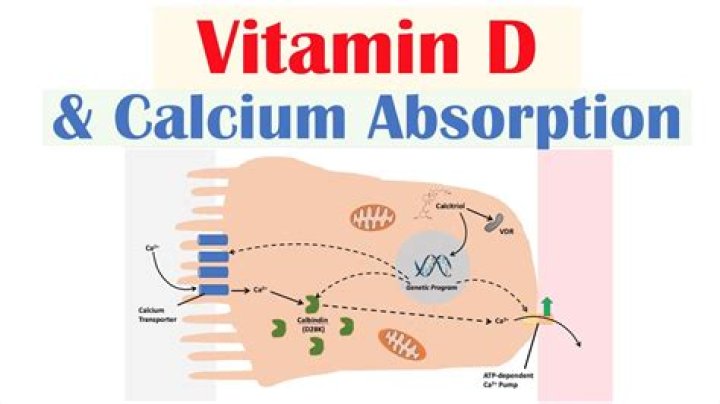 What vitamin helps you absorb vitamin D?