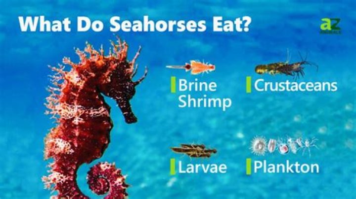 What was the Seahorses name on SpongeBob?