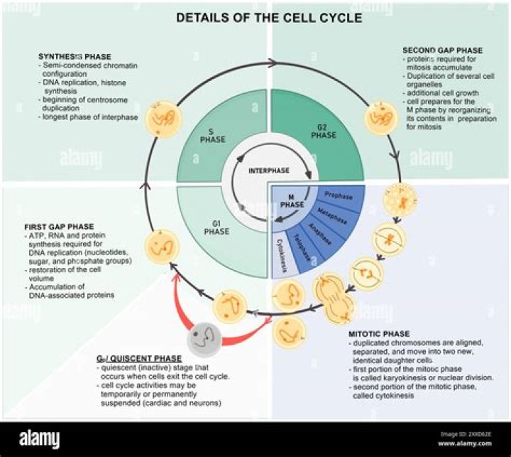 What will be the content of DNA in G2 phase?