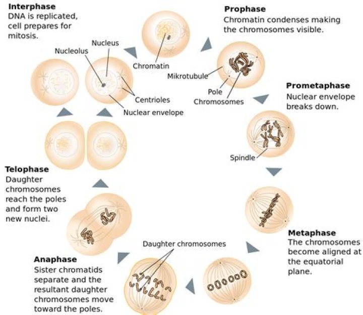 What would happen if one of the phases of mitosis went wrong?