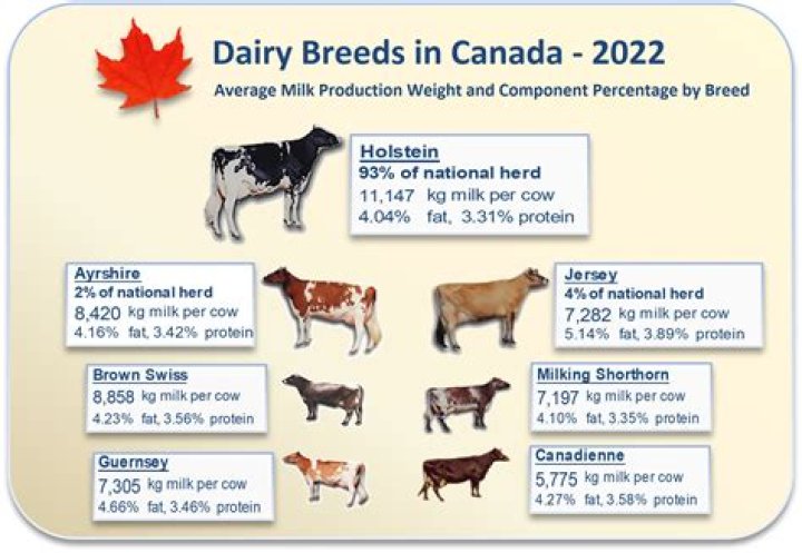 What would you recommend to a producer who is trying to increase milk fat in his herd?