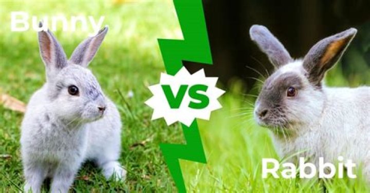 What's the difference between a bunny and a rabbit?