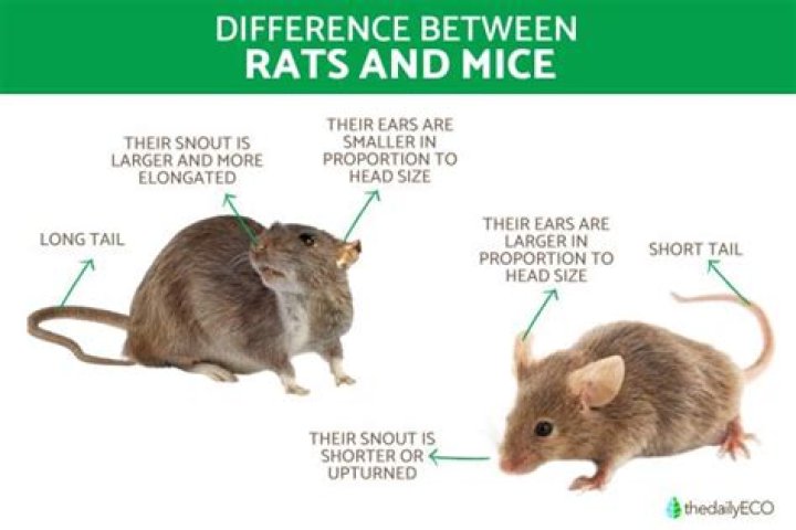 What's the difference between Mich and Mir?